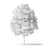 Red Alder Tree 3D Model 3.2m - Image 9