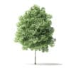 Red Alder Tree 3D Model 3.2m - Image 3