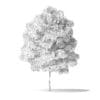 Red Alder Tree 3D Model 3.2m - Image 4