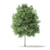 North American Trees 3D Models Collection - Volume 120 - Image 11