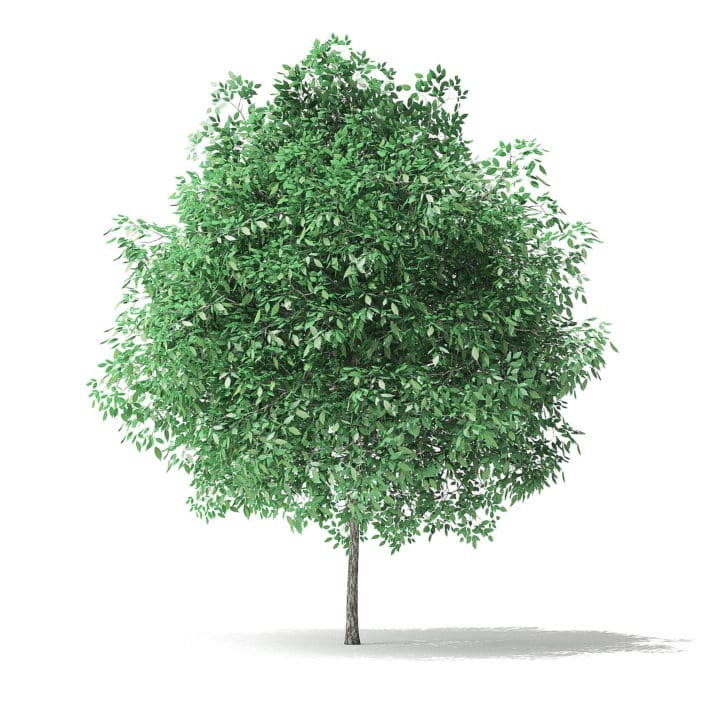 Green Ash Tree 3D Model 2.8m