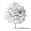 Green Ash Tree 3D Model 2.8m - Image 2