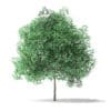 Green Ash Tree 3D Model 2.8m - Image 3
