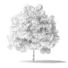 Green Ash Tree 3D Model 2.8m - Image 4