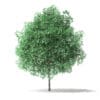 Green Ash Tree 3D Model 2.8m - Image 5