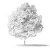 Green Ash Tree 3D Model 2.8m - Image 6