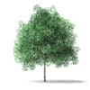 Green Ash Tree 3D Model 2.8m - Image 7