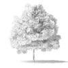 Green Ash Tree 3D Model 2.8m - Image 8