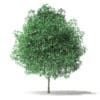 North American Trees 3D Models Collection - Volume 120 - Image 12