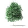 Green Ash Tree 3D Model 4m - Image 2