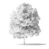 Green Ash Tree 3D Model 4m - Image 3