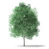 North American Trees 3D Models Collection - Volume 120 - Image 13