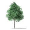 North American Trees 3D Models Collection - Volume 120 - Image 14