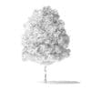 Green Ash Tree 3D Model 3.6m - Image 2