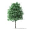 Green Ash Tree 3D Model 3.6m - Image 3
