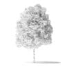 Green Ash Tree 3D Model 3.6m - Image 4