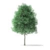 Green Ash Tree 3D Model 3.6m - Image 5