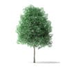 Green Ash Tree 3D Model 3.6m - Image 6