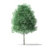 North American Trees 3D Models Collection - Volume 120 - Image 15