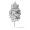Green Ash Tree 3D Model 7.6m - Image 4