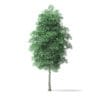 Green Ash Tree 3D Model 7.6m - Image 5