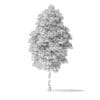 Green Ash Tree 3D Model 7.6m - Image 6