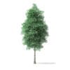 Green Ash Tree 3D Model 7.6m - Image 7
