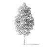 Green Ash Tree 3D Model 7.6m - Image 8