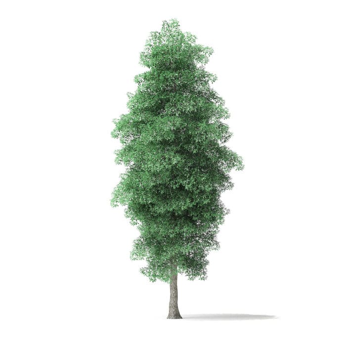 Green Ash Tree 3D Model 8.6m