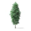 Green Ash Tree 3D Model 8.6m - Image 3