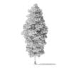 Green Ash Tree 3D Model 8.6m - Image 4