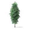 Green Ash Tree 3D Model 8.6m - Image 5
