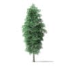 Green Ash Tree 3D Model 8.6m - Image 7