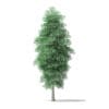North American Trees 3D Models Collection - Volume 120 - Image 17
