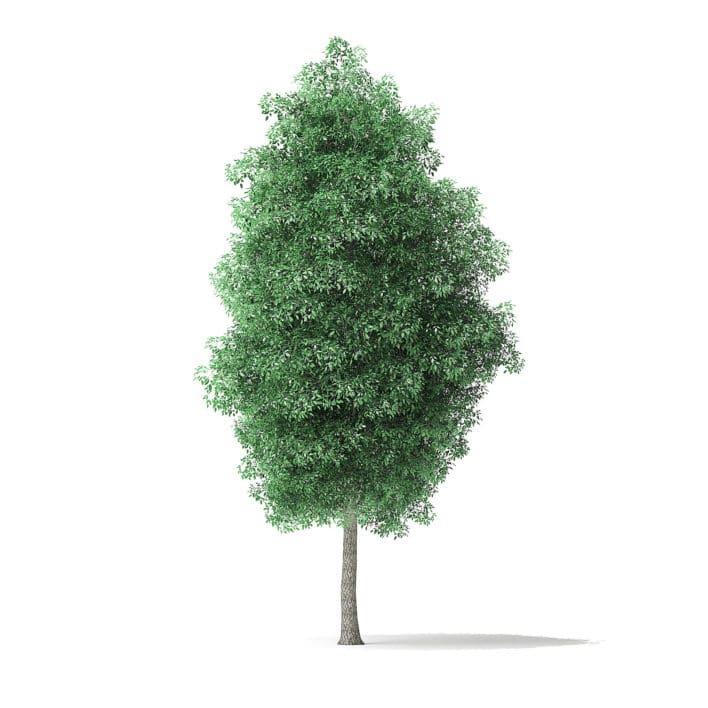 Green Ash Tree 3D Model 7m