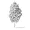 Green Ash Tree 3D Model 7m - Image 7
