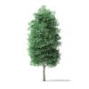 Green Ash Tree 3D Model 7m - Image 8