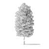 Green Ash Tree 3D Model 7m - Image 2