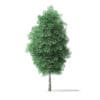 Green Ash Tree 3D Model 7m - Image 3