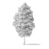 Green Ash Tree 3D Model 7m - Image 4