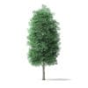 Green Ash Tree 3D Model 7m - Image 5