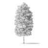 Green Ash Tree 3D Model 7m - Image 6