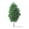 North American Trees 3D Models Collection - Volume 120 - Image 18