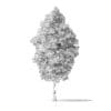 Green Ash Tree 3D Model 9m - Image 3