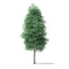 North American Trees 3D Models Collection - Volume 120 - Image 19