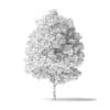 Green Ash Tree 3D Model 5.4m - Image 2