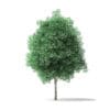 Green Ash Tree 3D Model 5.4m - Image 3