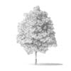 Green Ash Tree 3D Model 5.4m - Image 4