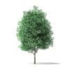 Green Ash Tree 3D Model 5.4m - Image 5
