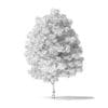 Green Ash Tree 3D Model 5.4m - Image 6